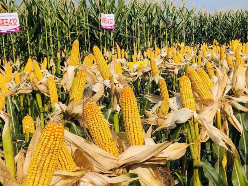 丝绸之路上的新疆,璀璨明珠之光