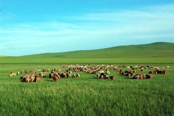 呼伦贝尔深度游,探寻小巷中的独特风情